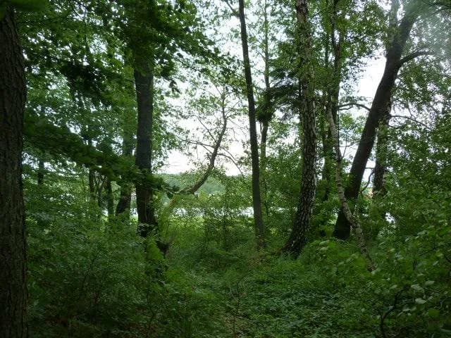Rezerwat przyrody Ostrzycki Las - Odkryj unikalne atrakcje i florę Rezerwat przyrody Ostrzycki Las - Odkryj unikalne atrakcje i florę